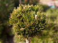Pinus densiflora Edsal Wood IMG_4933 (VALENTA) Sosna gęstokwiatowa
